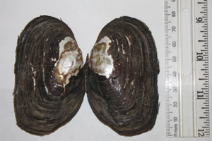 Lasmigona decorata shell