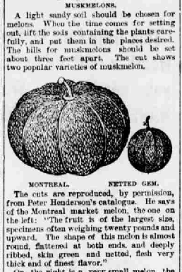Montreal melon newspaper
