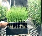 NASA-Aeroponics1998