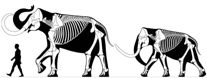 M. primigenius modified