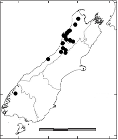Distribution of P. ovalifolium in New Zealand