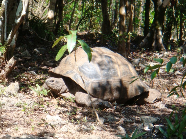 Aldabra Giant Tortoise, Ile aux Aigrettes Nature Reserve, Mauritius