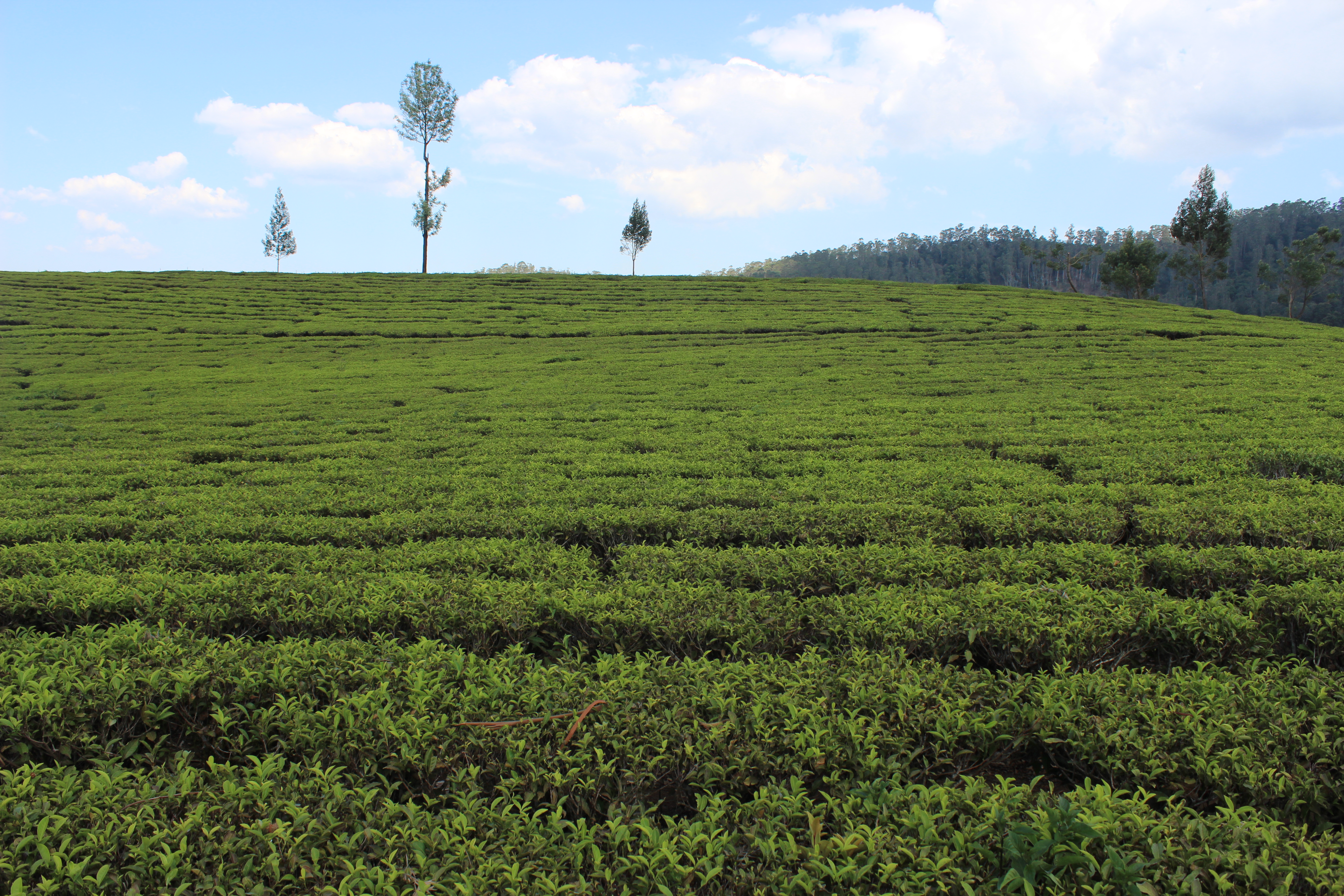 Image Tea Estate in Ooty, Tamil Nadu