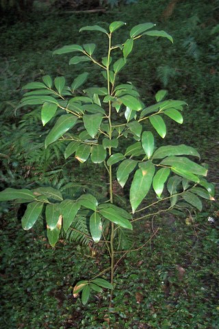 Cryptocarya glaucescens-juvenile1