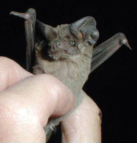 A researcher holds a Mexican free-tailed bat