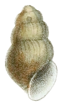 Lioplax cyclostomaformis shell.jpg