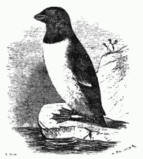 The Little Auk.png