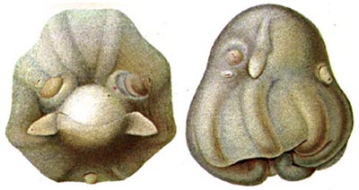 OpisthoMedusoides
