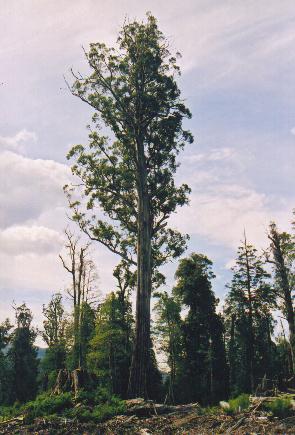 Tasmania logging 08 Mighty tree