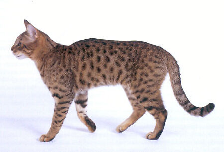 Star Spangled Cat (mirrored)