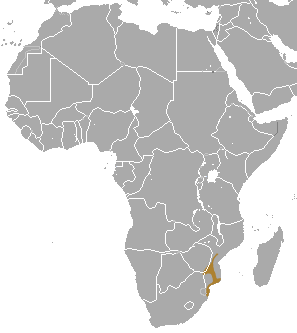 Yellow Golden Mole area.png