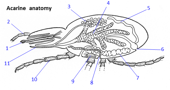 Acarine anatomy and morphology