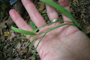 Sisyrinchium dichotomum.jpg