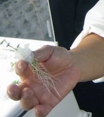 Aeroponic-potato-explant-day3