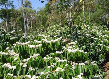 Irrigation in Coffee Plantations 9