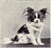 Papillon from 1915