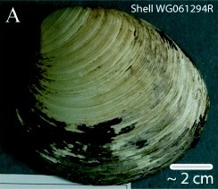 Ming clam shell WG061294R.jpg
