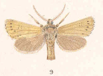 Plate II Fig 9 Lepidoptera from Auckland Island (cropped)