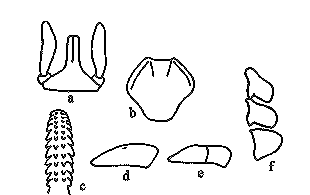 Anatomical features of larva of Ixodes holocyclus. I. holocyclus larva; a, capitulum (dorsal view); b, scutum; c, hypostome; d, tarsus I; e, tarsus IV; f, coxae