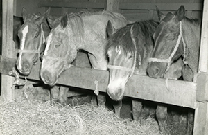 SS Cedar Rapids Victory Horses