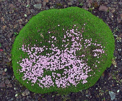 Silene acaulis - Mosscampion