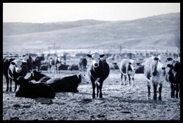 1895 cattle RanchoSantaRosa.jpg