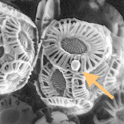 Virus cocco 2