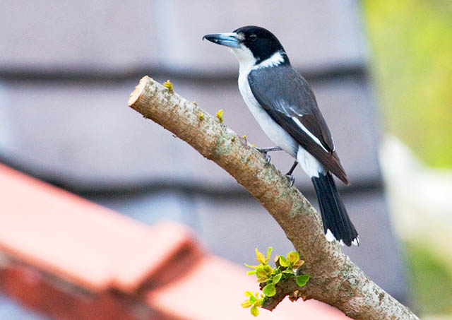 Grey butcherbird (Funnell)