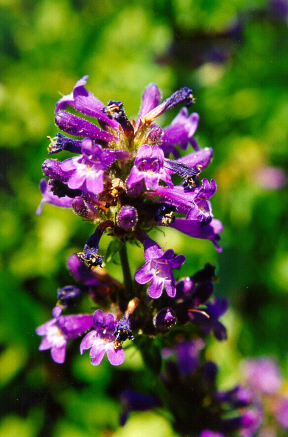 Penstemon attenuatus3.jpg