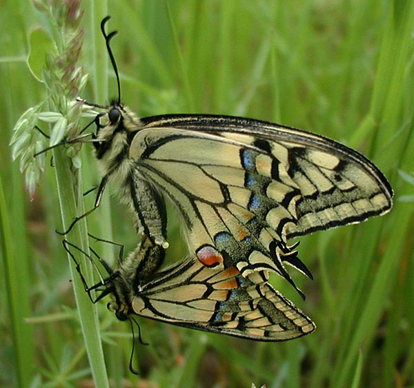 Papilio-machaon-180502