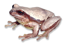 Sarcohyla bistincta (lineage 7).png