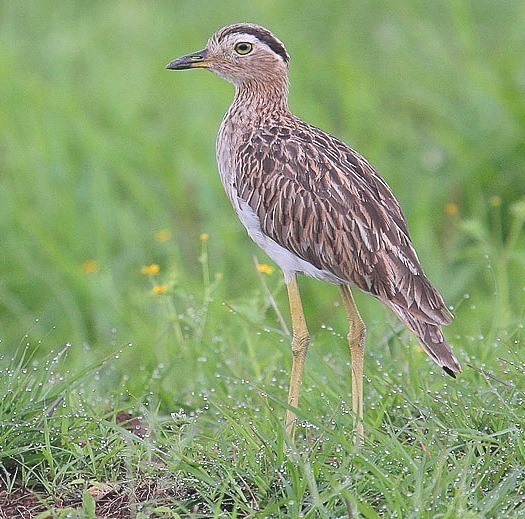 Flickr - Rainbirder - Double-striped Thick-Knee (Burhinus bistriatus), crop