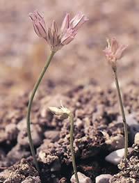 Allium calamarophilon 01.jpg