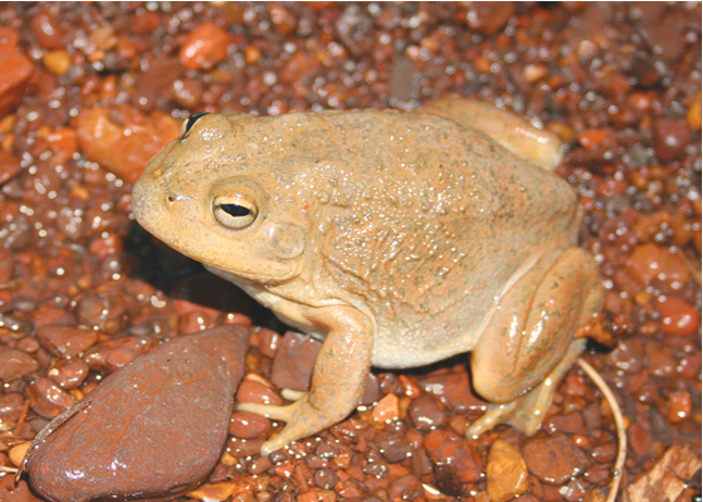 Cyclorana occidentalis, female, lateral view