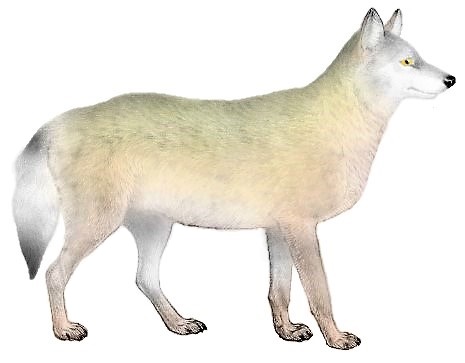 Dogs, jackals, wolves, and foxes (Plate III) C. l. youngi mod