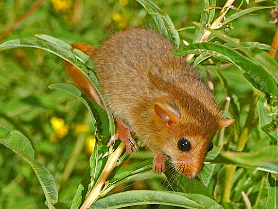 Hazel dormouse Facts for Kids