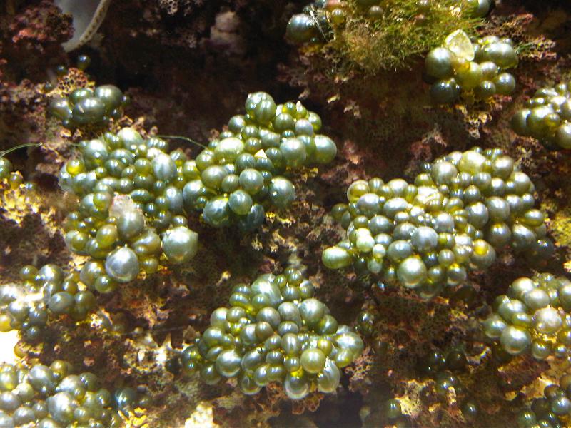 Unidentified Valonia - Kew 3