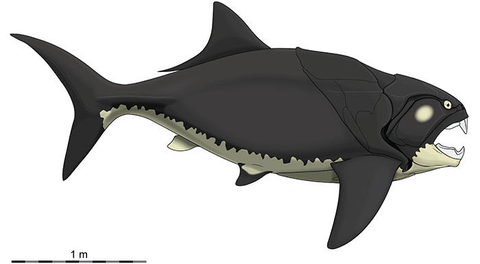 Dunkleosteus terrelli 2024 reconstruction