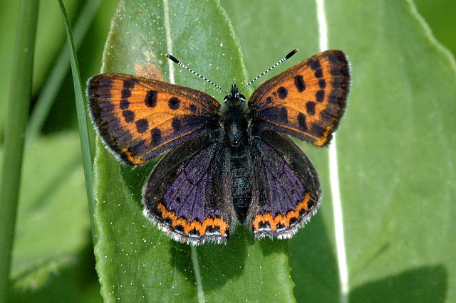 Lycaena.helle.male