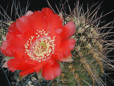 Echinopsis haematantha1b.MW
