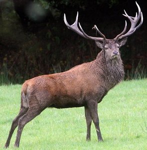 Emperor of Exmoor (red stag)