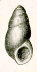 Botelloides chrysalidus 001.jpg