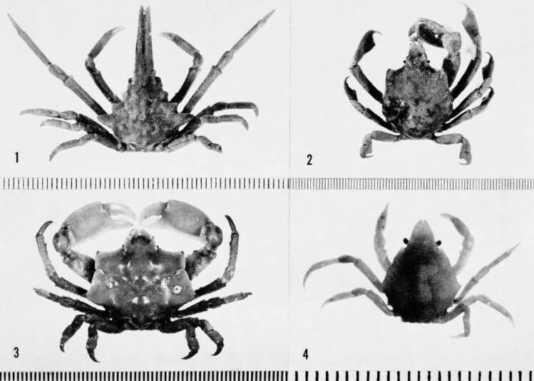 Epialtidae - Plate 25 (Garth, 1958) (cropped)