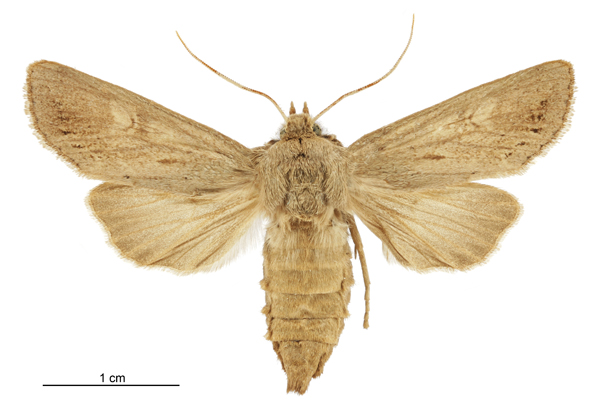 Graphania pagaia female