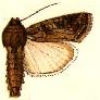 Spodoptera frugiperda2