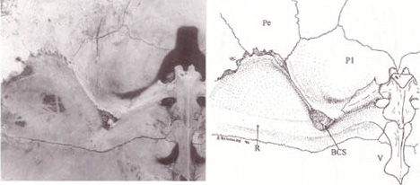 Carapaceinternal