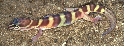 Coleonyx variegatus abbotti