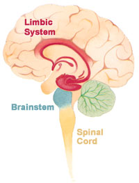 Brain limbicsystem