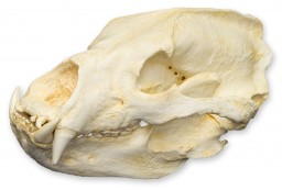 Melursus skull