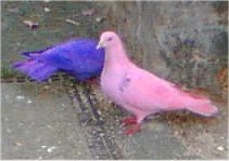 Faringdon dyed pigeons